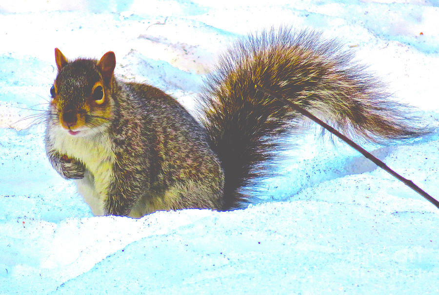 Squirrel 3a Photograph