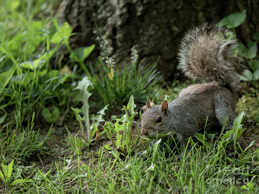 Squirrel Photograph by Agnes Caruso