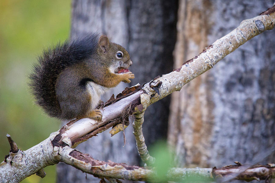 Squirrel Photograph by Alex Mironyuk