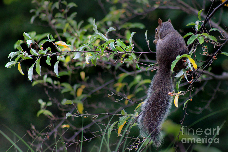 Squirrel Alone in a Tree  Photograph by Karen Adams