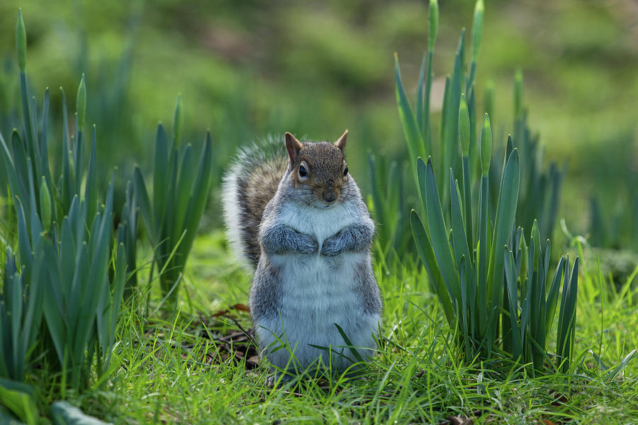 Squirrel Among the Daffodils Photograph by Leah Palmer