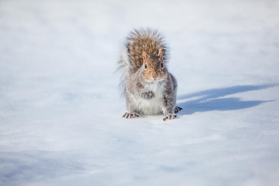 Squirrel And His Shadow Photograph by Karol Livote