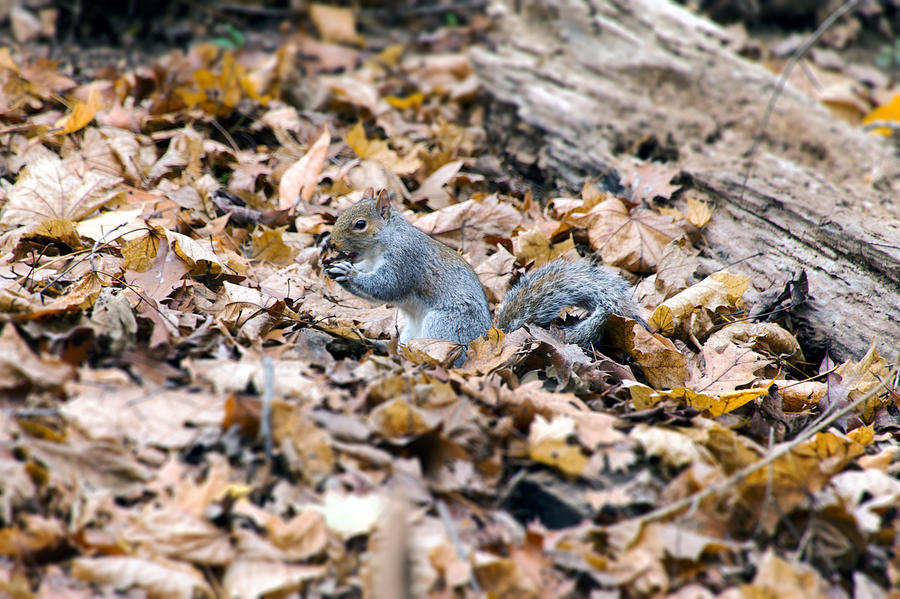 Squirrel and Nut Photograph by SR Green