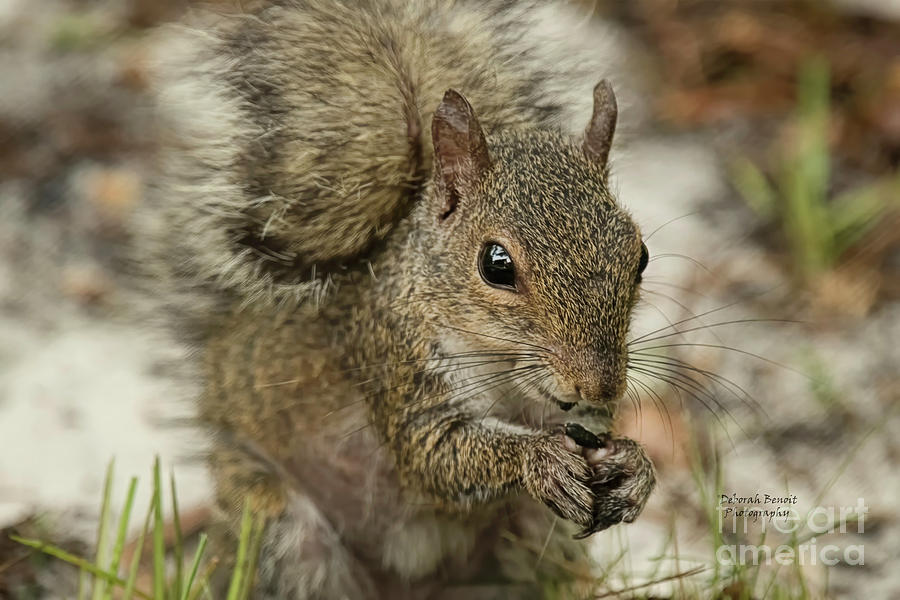 Squirrel and Nuts Photograph by Deborah Benoit