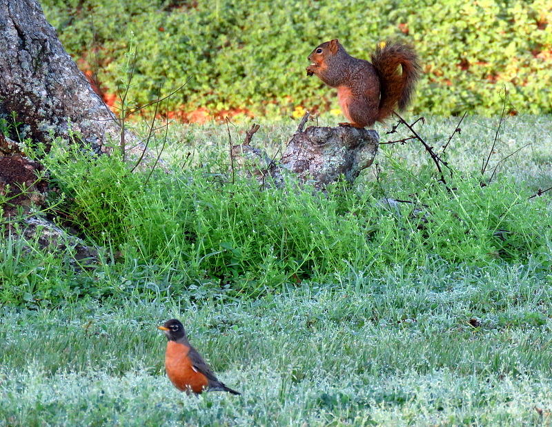 Squirrel and Robin Photograph by Betty Berard - Pixels