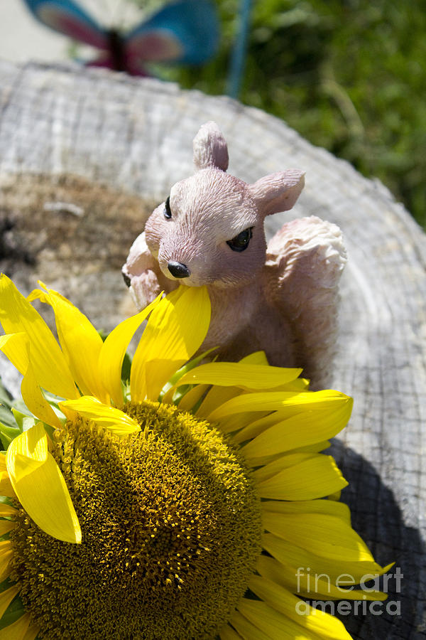 Squirrel and Sun Flower Photograph by Tara Lynn