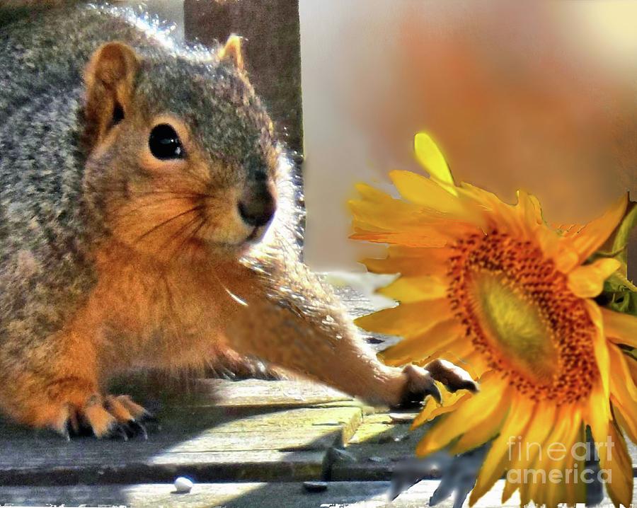 Squirrel and Sunflower Photograph by Janette Boyd