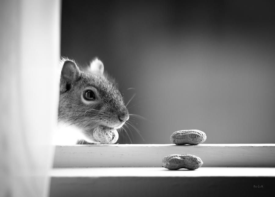 Squirrel And Three Peanuts Photograph