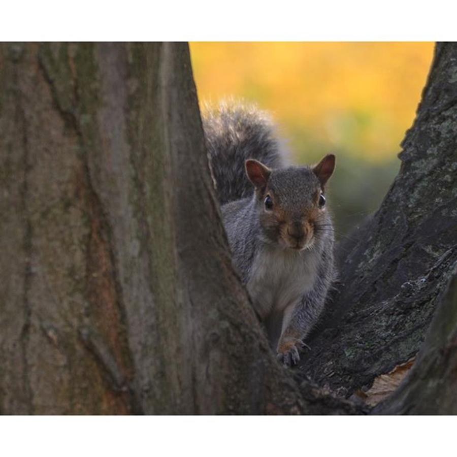 Wildlife Photograph - #squirrel #animal #wildlife #outdoors by Daniel Precht Photography