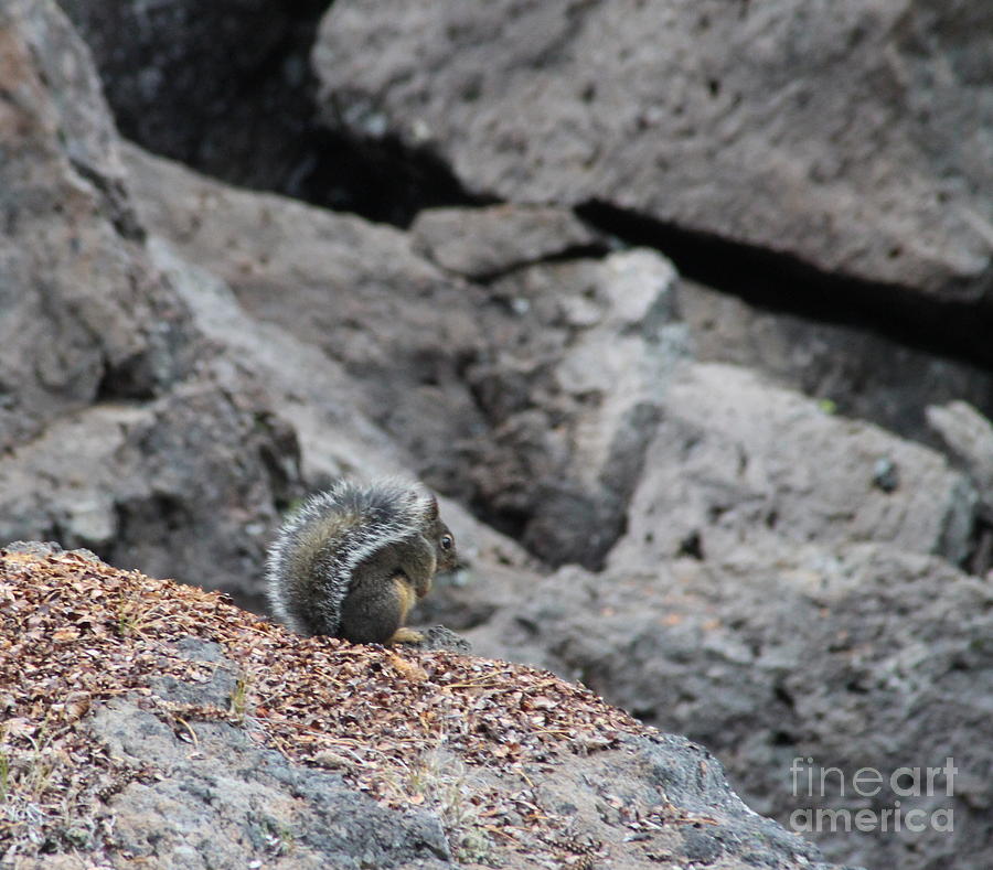 Squirrel at Sparks Lake do not make me jump Photograph by Marie Neder