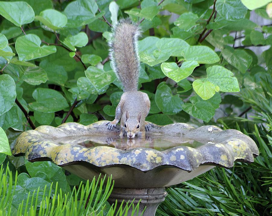 Squirrel Photograph - Squirrel at the Birdbath by Richard Rizzo