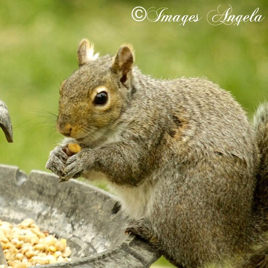 Wildlife Photograph - #squirrel #backyard #backyardlaughs by Angela Ahrens