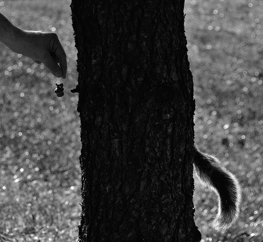Squirrel Bait Photograph by Mark Fuller
