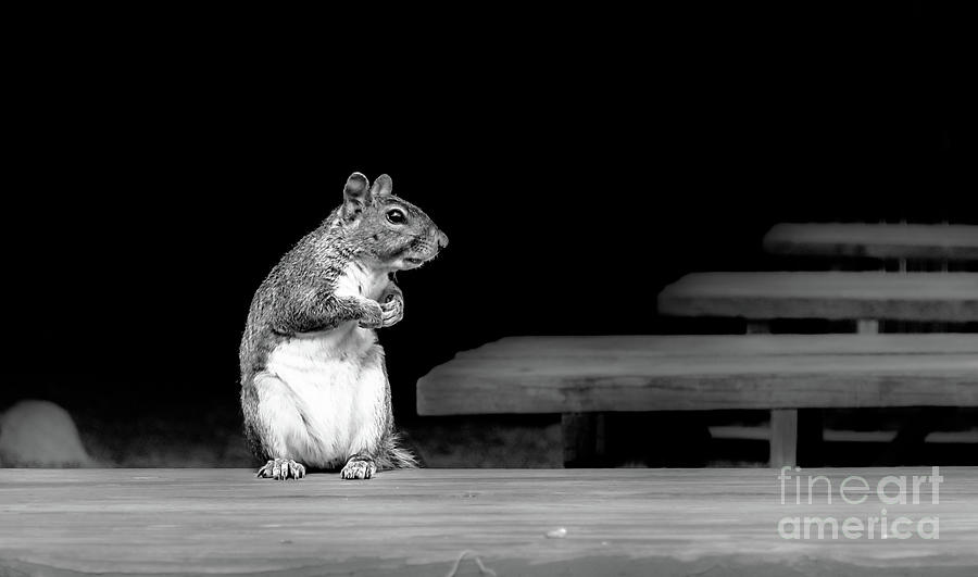Squirrel Black White Photograph by Andrea Anderegg