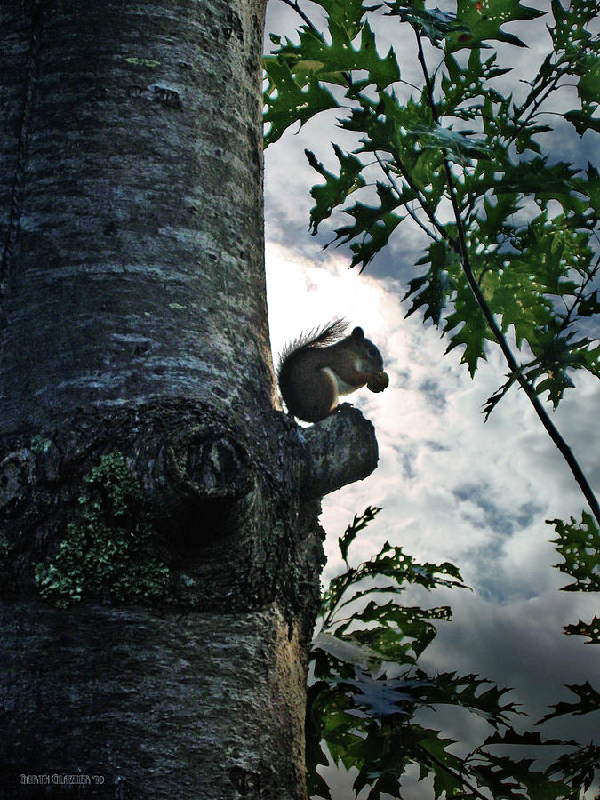 Animal Photograph - Squirrel Breakfast by Garth Glazier
