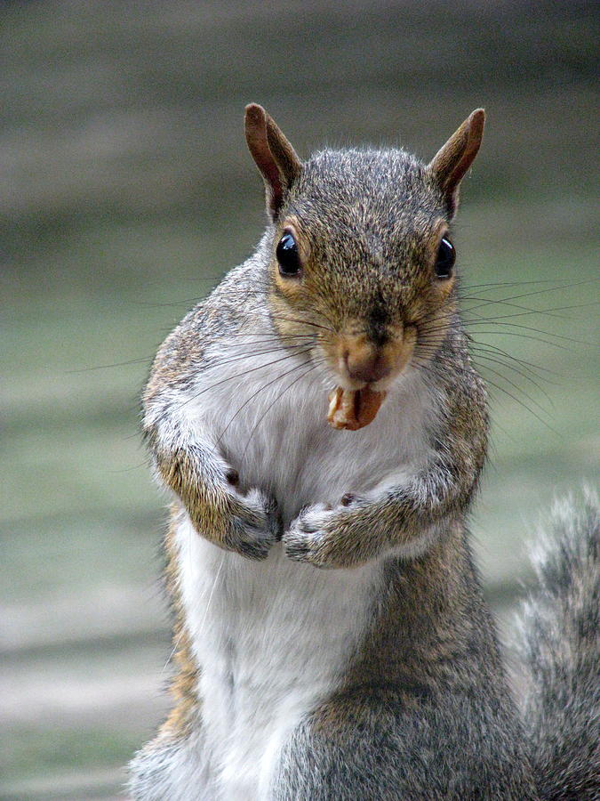 Wildlife Photograph - Squirrel Buddy II by Sheila Rodgers