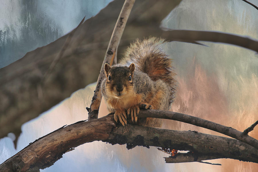Squirrel Buddy Photograph by Theresa Campbell