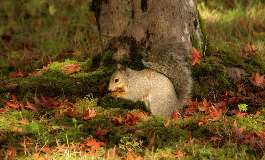 Squirrel in Autumn Photograph by Marilyn Wilson