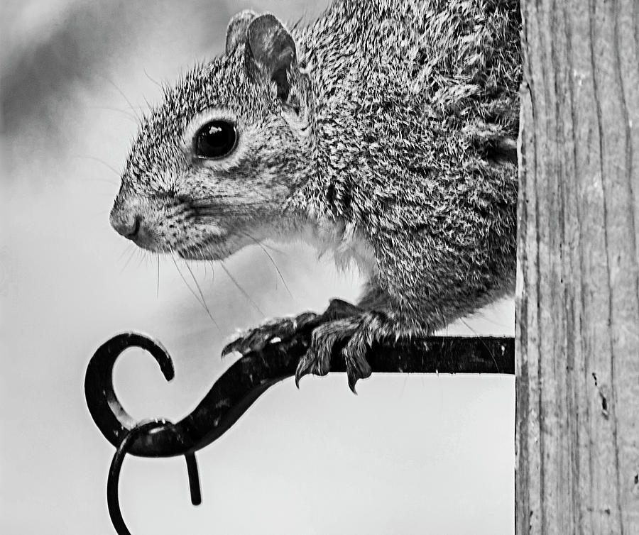 Squirrel Photograph by Cathy Kovarik