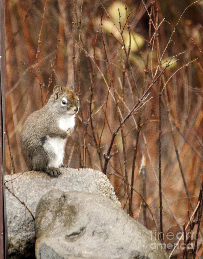 Squirrel Photograph by Cindy Murphy - NightVisions 