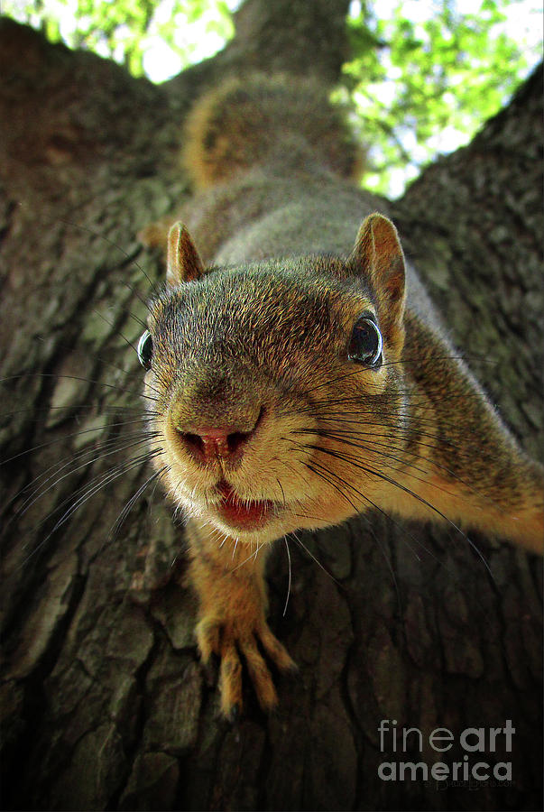 Squirrel Climbing Photograph by Bruce Lemons Fine Art America