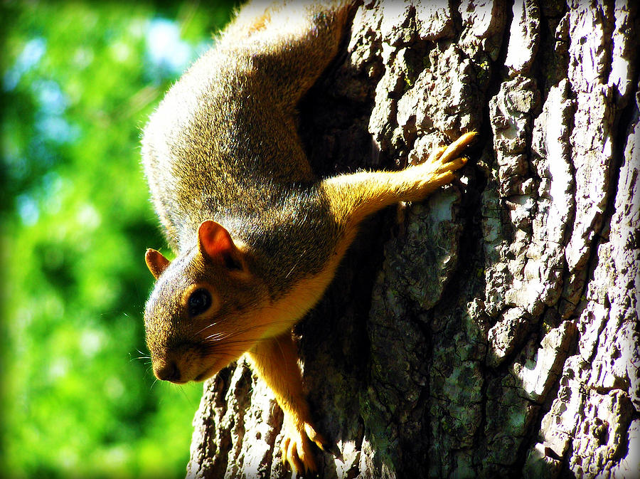 Squirrel Contact Photograph by Susie Weaver