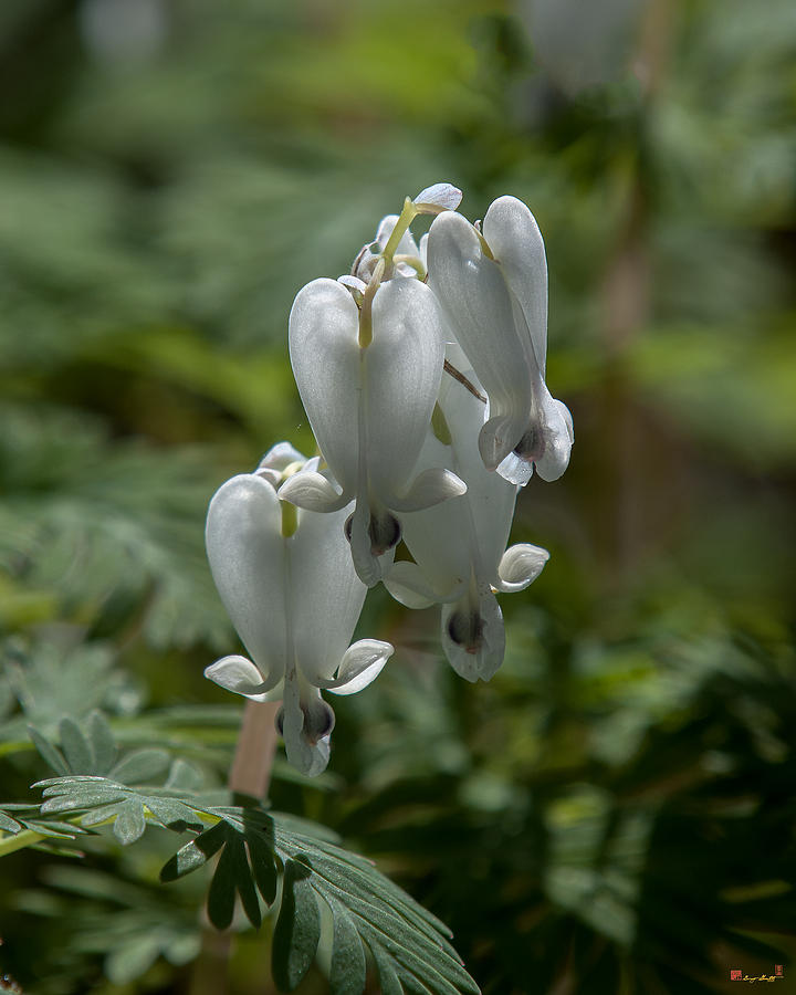 Spring Photograph - Squirrel-corn Dicentra canadensis DSPF0312 by Gerry Gantt