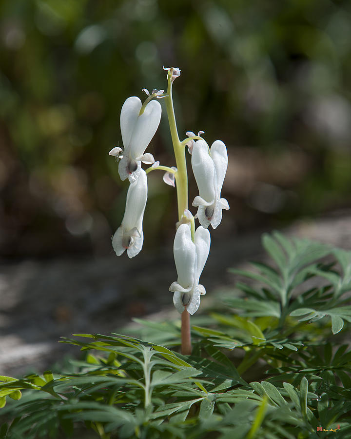 Squirrel-corn Dicentra canadensis DSPF0313 Photograph by Gerry Gantt