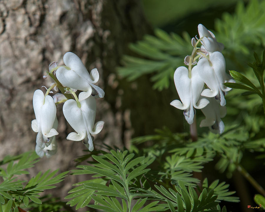 Squirrel-corn Dicentra canadensis DSPF0315 Photograph by Gerry Gantt