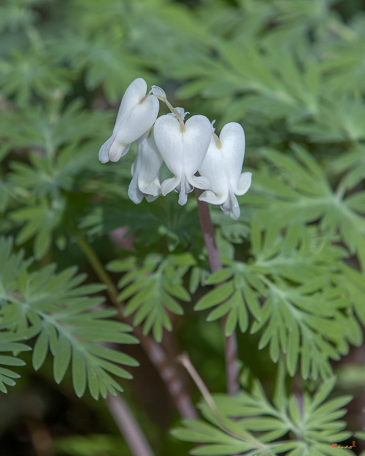 Squirrel-corn Dicentra canadensis DSPF0317 Photograph by Gerry Gantt