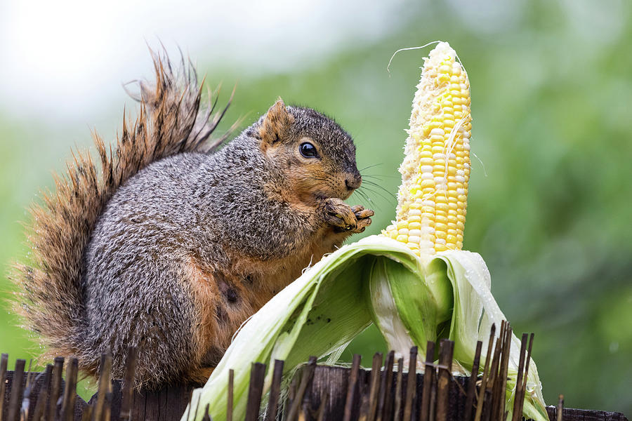 Squirrel Corn Photograph by James BO Insogna