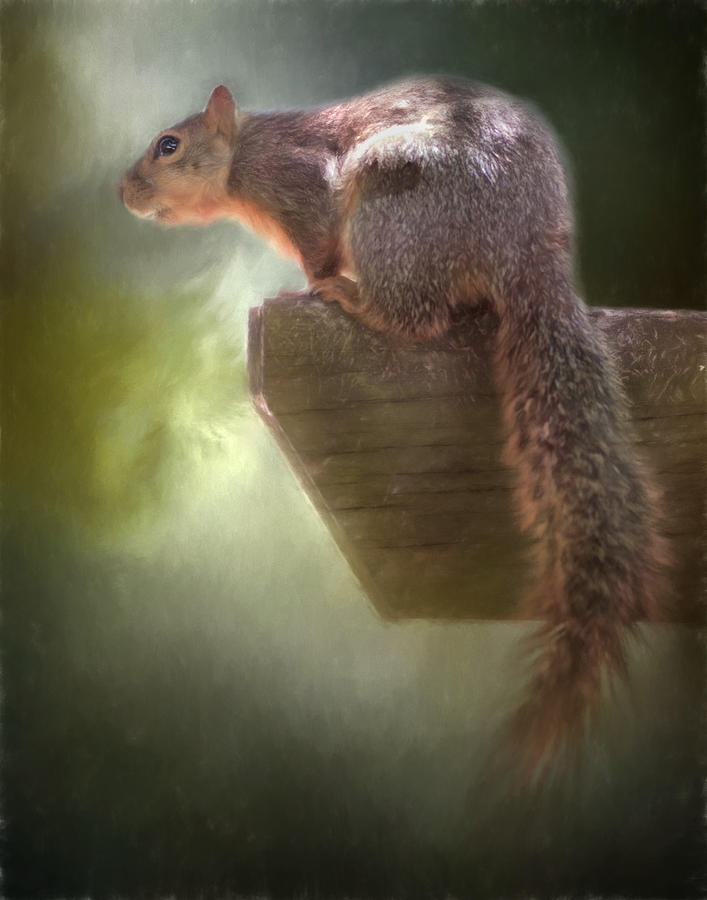 Squirrel Photograph by David and Carol Kelly