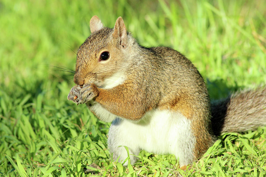 Squirrel Photograph by David Stasiak
