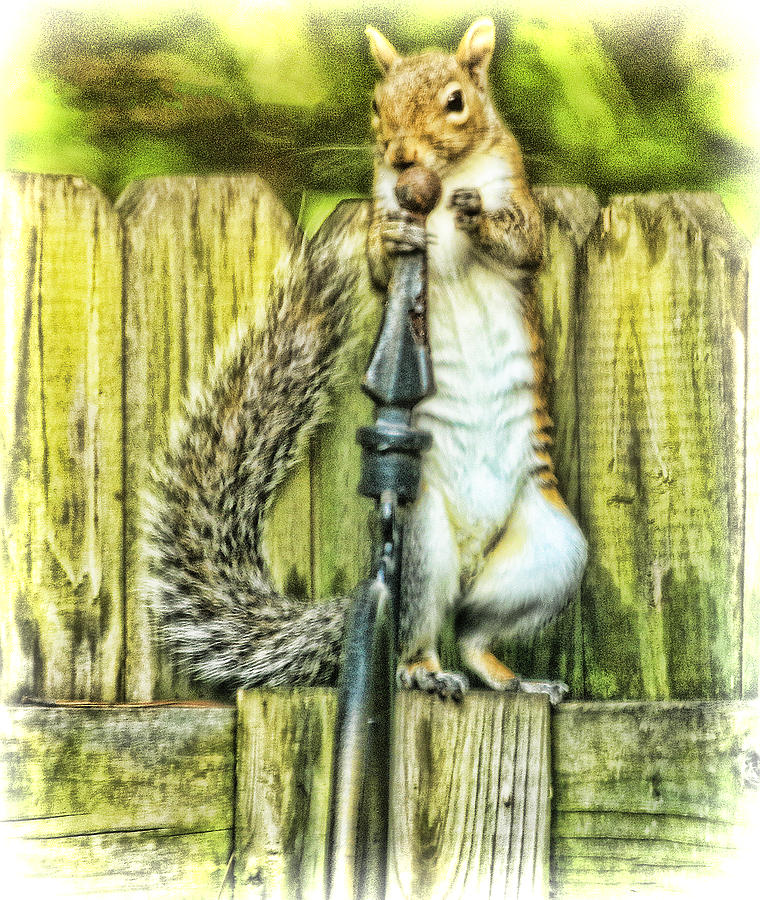 Squirrelly Takes the Microphone Photograph by Ola Allen