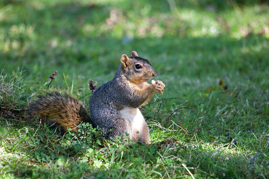 Squirrel Eating A Nut - Eugene Oregon Photograph by Randall Ingalls