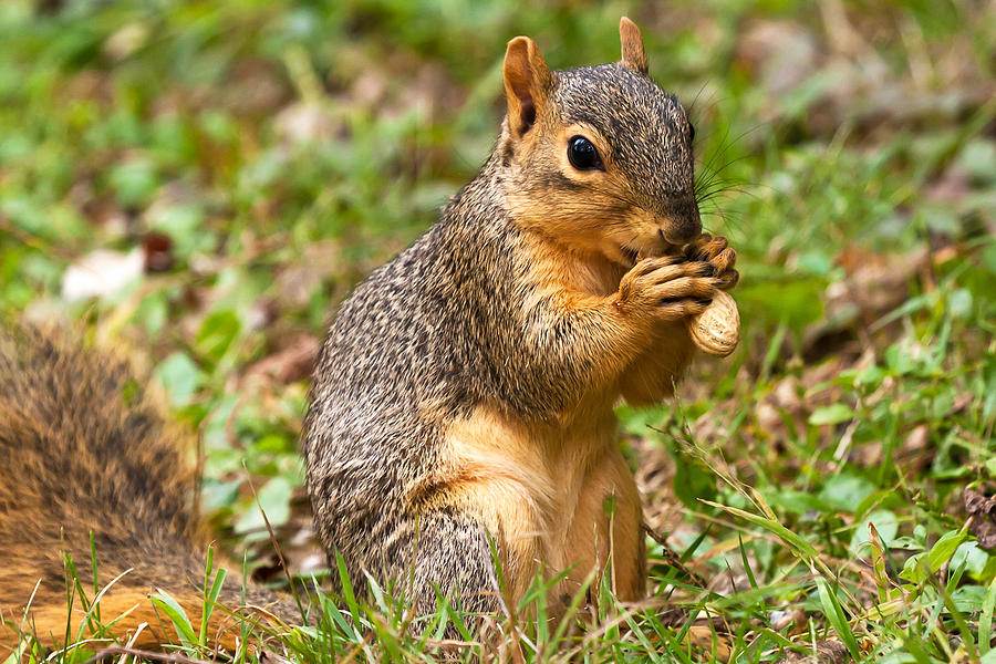 Squirrel Eating A Peanut James Marvin Phelps 