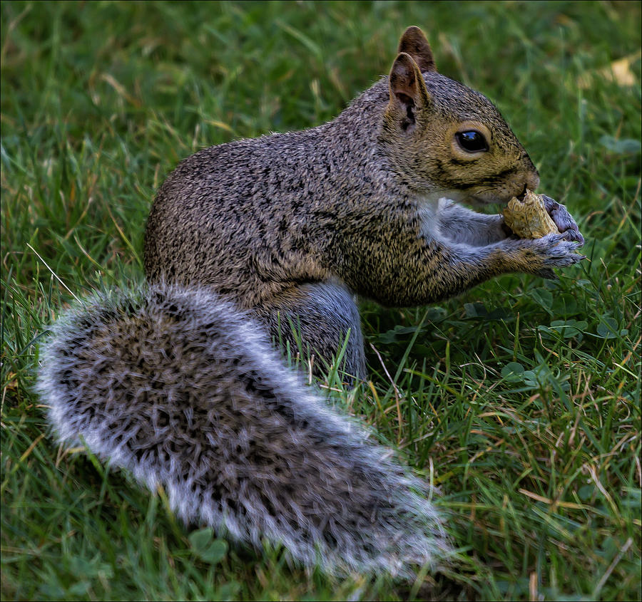 Squirrel Eating a Peanut Photograph by Robert Ullmann