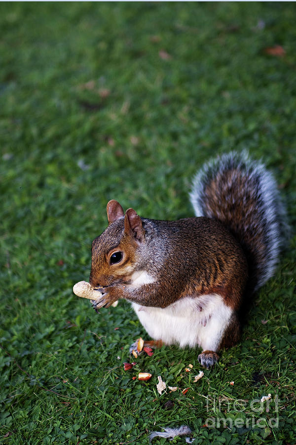 Squirrel eating Photograph by Agusti Pardo Rossello