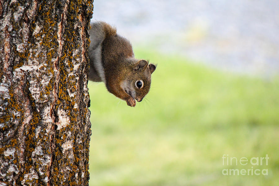 Squirrel Eating Photograph by Bret Barton