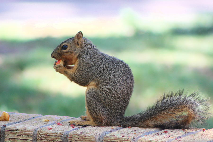 Squirrel Photograph - Squirrel Eating Crab Apple by Colleen Cornelius
