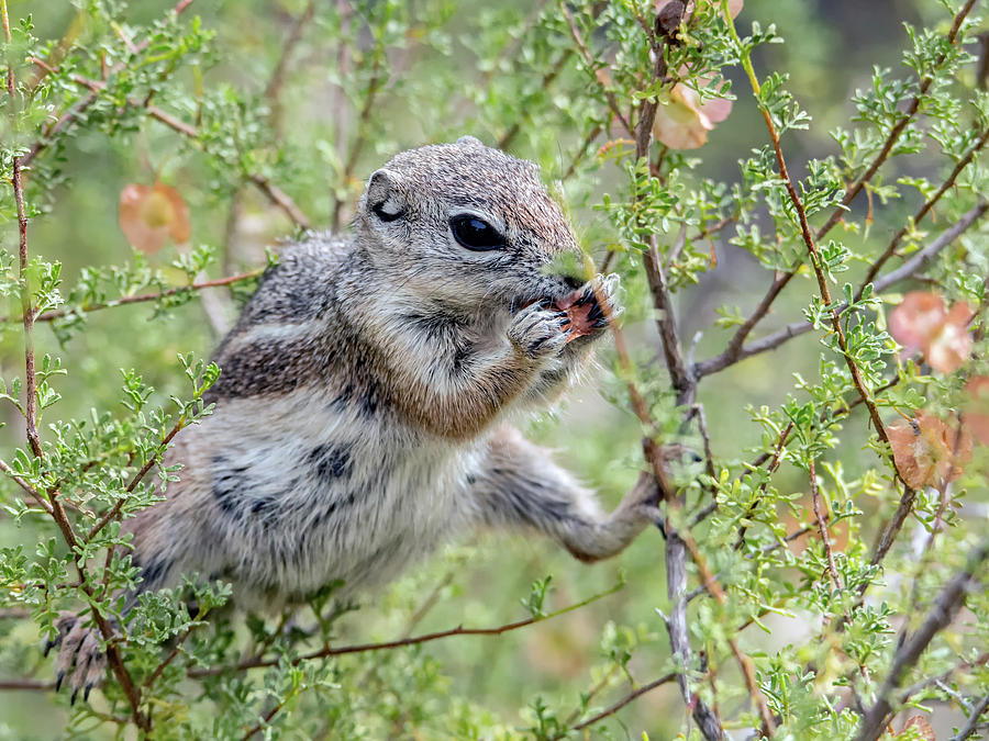 Harris Antelope Squirrel Photograph by Tam Ryan