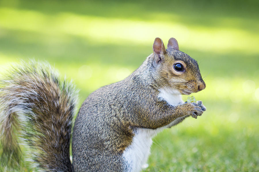 Squirrel eating grapes Photograph by Victor Vega