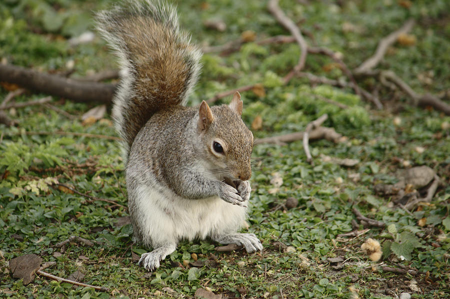 Squirrel Eating Nut Photograph by Adrian Wale