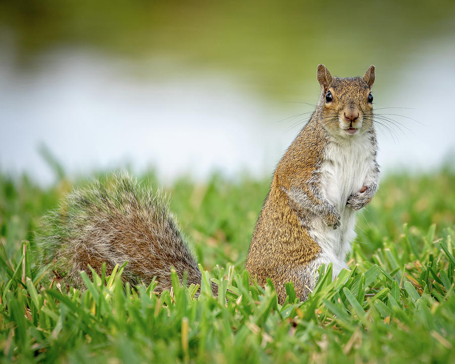 Squirrel- Ellen Photograph by Joe Myeress