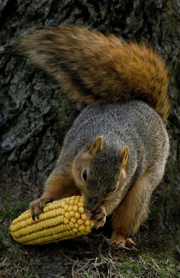 Squirrel Feeding Photograph by Kathleen Stephens