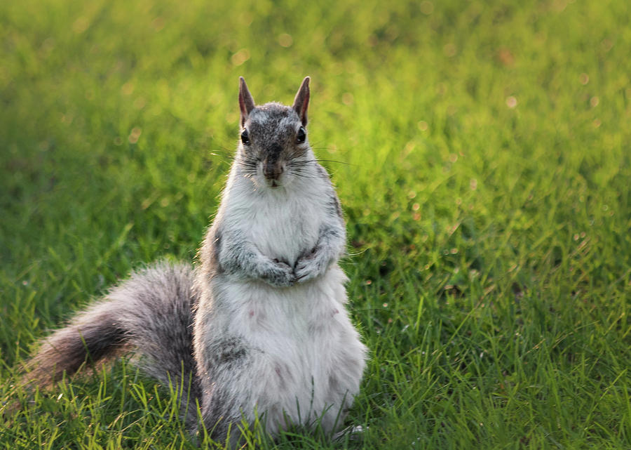 Squirrel female standing up Photograph by Cristina Stefan