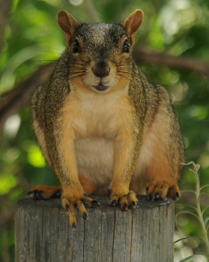 Squirrel Flip Photograph by Patrick Short - Fine Art America