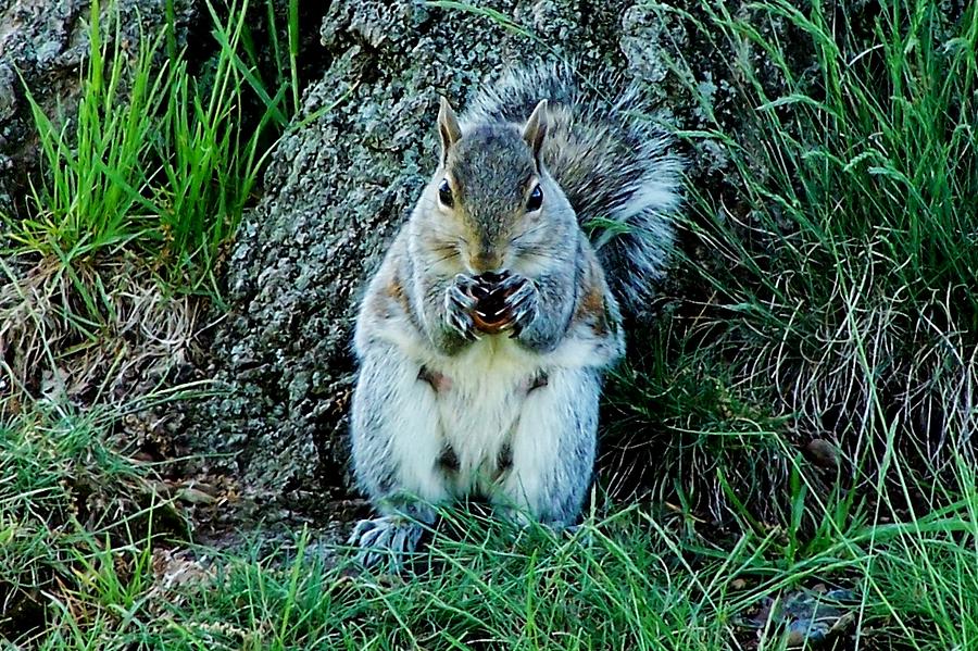Squirrel Friend Photograph by Eileen Brymer