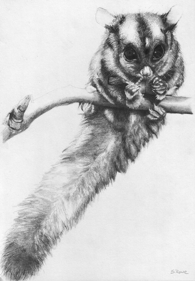 Wildlife Drawing - Squirrel Glider by Shawna Rowe