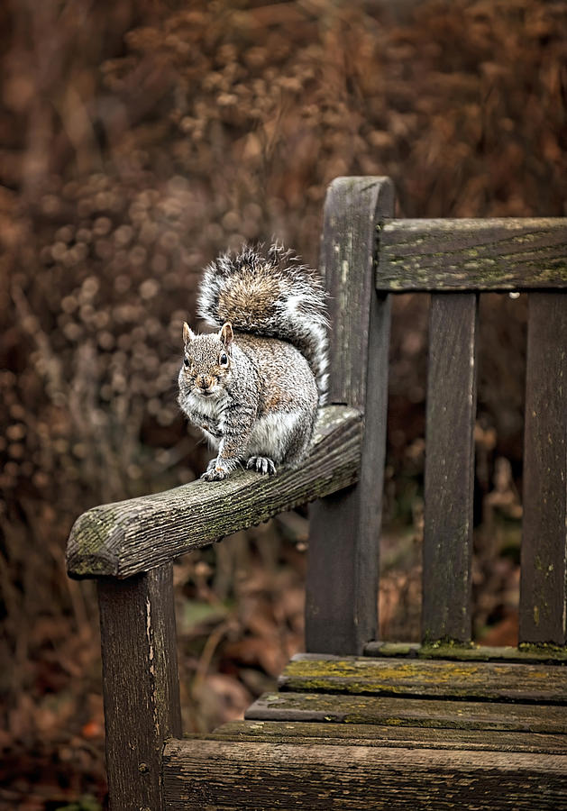 Squirrel  Photograph by Gouzel -